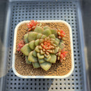 Echeveria 'Fireworks' 2"-3" Cluster Succulent Plant Cutting