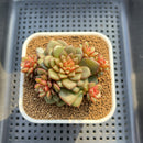 Echeveria 'Fireworks' 2"-3" Cluster Succulent Plant Cutting