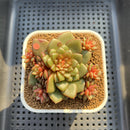 Echeveria 'Fireworks' 2"-3" Cluster Succulent Plant Cutting