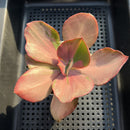 Echeveria 'Suyon' Variegated 3" Succulent Plant