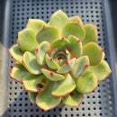 Echeveria 'Sun Up' 3" Succulent Plant