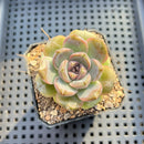 Echeveria sp. 2" Succulent Plant