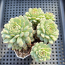 Echeveria 'Ravi Rose' ('Globulosa' Hybrid) Cluster 3" Succulent Plant