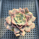 Echeveria 'A-Pink' 2"-3" Succulent Plant