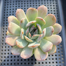 Echeveria 'Starmark' 3"-4" Succulent Plant