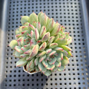 Echeveria 'Marcel' 2"-3" Succulent Plant