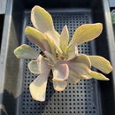 Pachyveria 'Pampoteus' Variegated 3" Succulent Plant