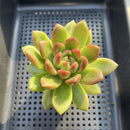 Echeveria 'Solid Purple' 3" Succulent Plant