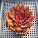Echeveria Agavoides 'Rubra' 3" Succulent Plant