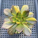 Echeveria 'Black Prince' Variegated 2" Succulent Plant