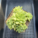 Echeveria Agavoides 'Ice Age' Variegated 3" Succulent Plant