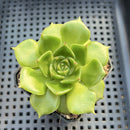 Echeveria 'Koimachi Bud' 2" ('Rhapsody' x 'Roselli' Hybrid) Mam&Sister Farm Original Japanese Hybrid Succulent Plant
