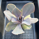 Echeveria 'Valkyrie' 3" Succulent Plant