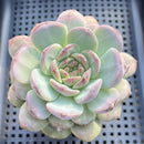 Echeveria 'Pumpkin' 4" Large Succulent Plant