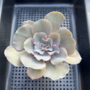 Echeveria 'Rapunzel' 3" Succulent Plant