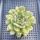 Echeveria 'Monroe Chanel' 2" Succulent Plant