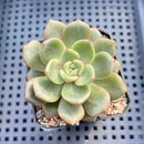 Echeveria 'Flower Bud' 1"-2" Succulent Plant