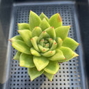 Echeveria Agavoides 'Wrinkle Maria' 3" Succulent Plant