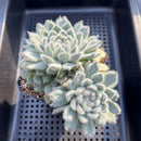 Echeveria Setosa var. Minor 4"-5" Large Succulent Plant