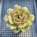 Echeveria sp. 2"-3" Succulent Plant