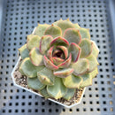 Echeveria 'Wild Strawberry' 2" Succulent Plant