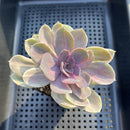 Echeveria 'Perle von Nurnberg' Variegated 2"-3" Succulent Plant