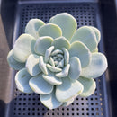 Echeveria 'Icy Green' 3" Succulent Plant