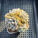 Echeveria 'Lotus' 2” Succulent Plant