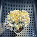 Echeveria 'Lotus' 2” Succulent Plant
