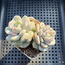 Echeveria 'Lotus' 2” Succulent Plant