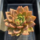 Echeveria 'Midnight Sun' (백야) 5"-6" Succulent Plant