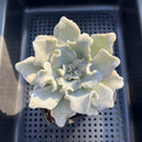 Echeveria 'Crispate Beauty' 3" Succulent Plant