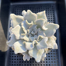 Echeveria 'Crispate Beauty' 3" Succulent Plant