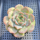 Echeveria 'Lychee Powder' 2"-3" Succulent Plant