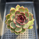 Echeveria 'Black Eyes' 3" Succulent Plant