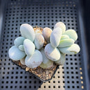 Jeronimoa Cuicatecana 2"-3" Succulent Plant