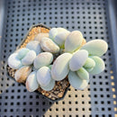 Jeronimoa Cuicatecana 2"-3" Succulent Plant