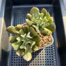 Echeveria 'Black Hawk' 4" Double Head Succulent Plant