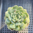 Echeveria 'White Farm' 2" Succulent Plant