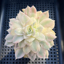 Echeveria 'Anna' Variegated 2"-3" Succulent Plant