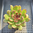 Echeveria sp. 2"-3" Succulent Plant