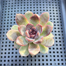 Echeveria 'White Soul' 2" Succulent Plant