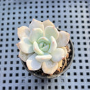 Echeveria 'Lehman' 1" Succulent Plant
