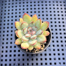 Echeveria Pulidonis Carunculated 2" Succulent Plant