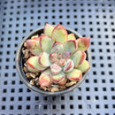 Echeveria Pulidonis Carunculated 2" Succulent Plant