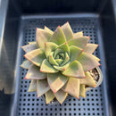 Echeveria 'Snokii' 3" Succulent Plant