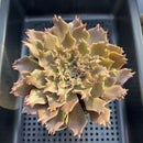 Graptoveria 'Starfire' 4" Large (Suculentia Original Hybrid) Succulent Plant