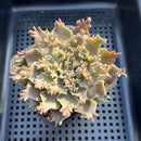 Graptoveria 'Starfire' 3"-4" Large (Suculentia Original Hybrid) Succulent Plant