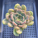 Echeveria Hybrid sp. 3" Flower Village Hybrid Succulent Plant