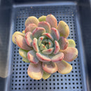 Echeveria Hybrid sp. 3" Flower Village Hybrid Succulent Plant